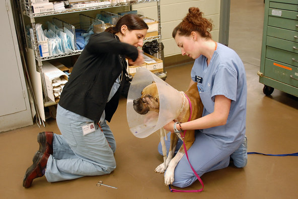 Photo courtesy of the New York Times