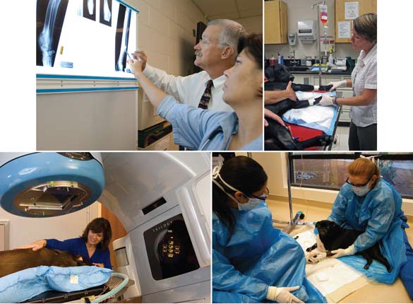 javma taking on cancer