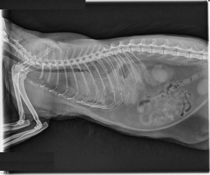 radiograph for website