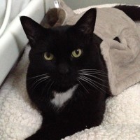 March 14th (in bed): Left leg lameness & ataxia-trying conservative treatment of Metacam, rest, heat & cold. 