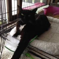 May 4th (cage rest): After surgery at home rocking his reverse mohawk & staples on cage rest. 