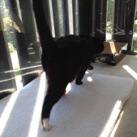 May 27th (on deck): Walking (zooming!) normally on his own 10+ min 3x/ day + playtimes.