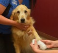 Happy Pets at Boundary Bay Veterinary Specialty Hospital