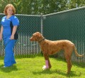 Happy Pets at Boundary Bay Veterinary Specialty Hospital