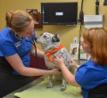 Happy Pets at Boundary Bay Veterinary Specialty Hospital