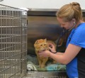 Boundary Bay Veterinary Specialty Hospital Patient Care