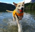 Boundary Bay Veterinary Specialty Hospital Client Testimonial