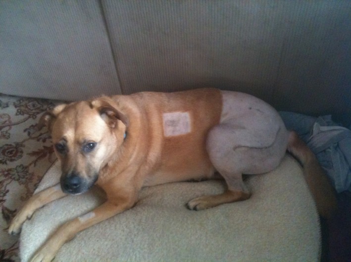 Canine Total Hip Replacement Surgery