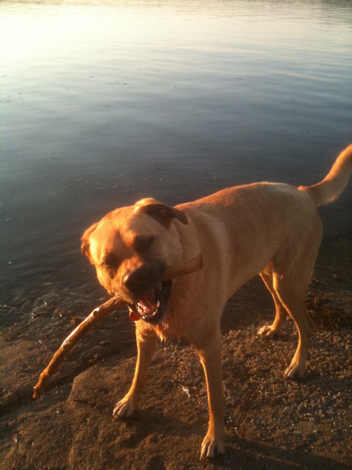 Dog months post op Total Hip Replacement Surgery