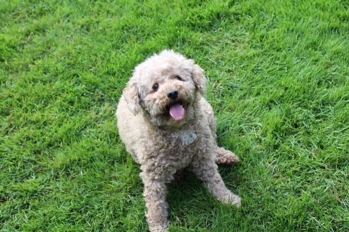 Dog with mast cell tumour on her left flank removed
