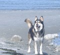 Boundary Bay Veterinary Specialty Hospital Client Testimonial