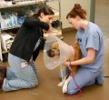 Board-Certified Veterinary Surgeons