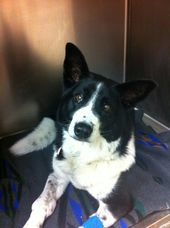 Oncology Patient at Boundary Bay Veterinary Specialty Hospital