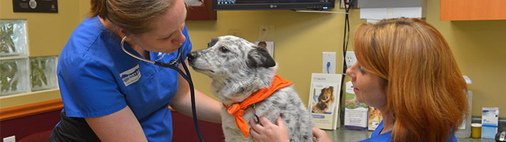 Internal Medicine Veterinary Specialist