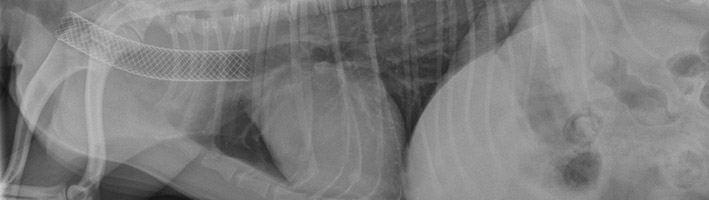 Board-Certified Radiologist